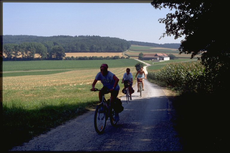 Sprinting for a patch of shade
